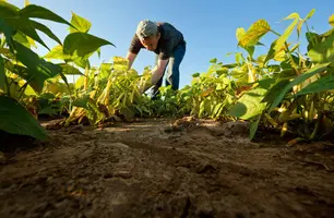 Agricultura familiar (Foto: Divulgação/Prefeitura de Castelo do Piauí)