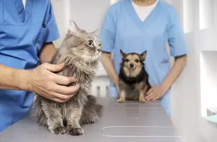 Alunos de Medicina Veterinária participam de campanha de vacinação contra raiva (Foto: Divulgação)