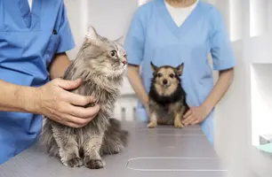 Alunos de Medicina Veterinária participam de campanha de vacinação contra raiva (Foto: Divulgação)
