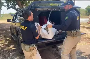 Animais apreendidos sem a devida fiscalização (Foto: Divulgação/PRF)