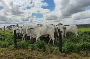 Bovinos a pasto (Foto: Tânia Araújo / Conecta Piauí)