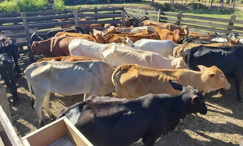Caso de animais mortos em Picos