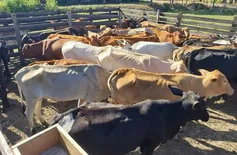 Após morte de gado por bactéria no Piauí, Adapi recomenda queima das carcaças