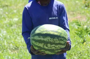 Colheita de melancia (Foto: Ccom)