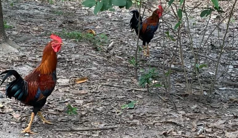 Criação de galinhas no Piauí