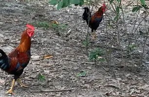 Criação de galinhas no Piauí (Foto: Conecta Piauí)