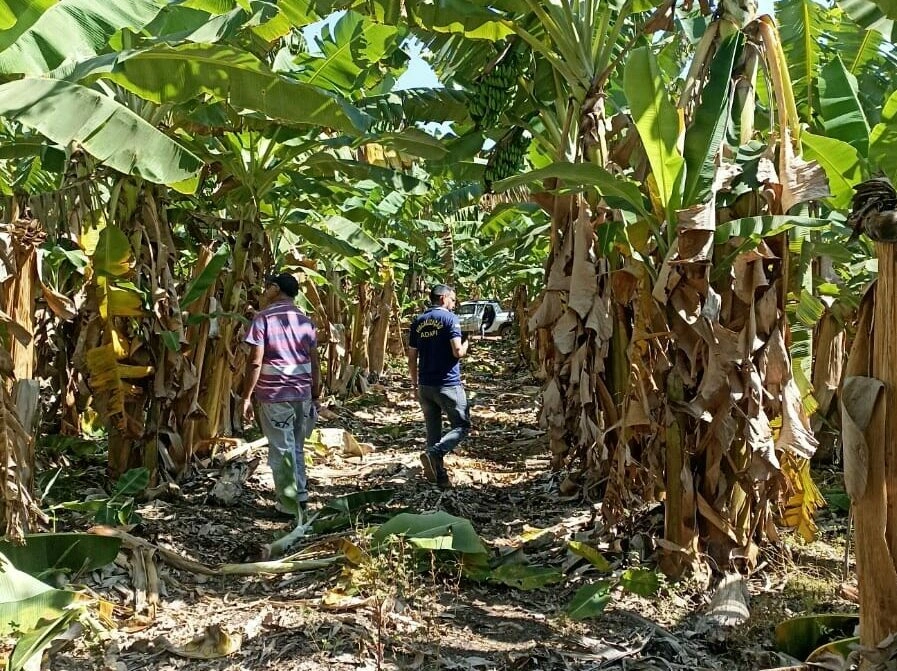 Doença da banana