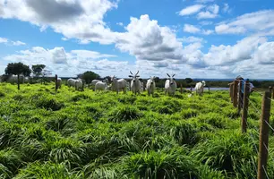 Fazenda com animais a pasto (Foto: Tânia Araújo / Conecta Piauí)