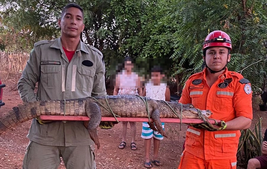 Jacaré dois metros de comprimento capturado em Zona Rural de Picos