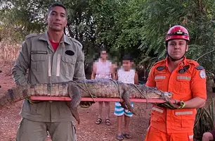 Jacaré dois metros de comprimento capturado em Zona Rural de Picos (Foto: Divulgação)