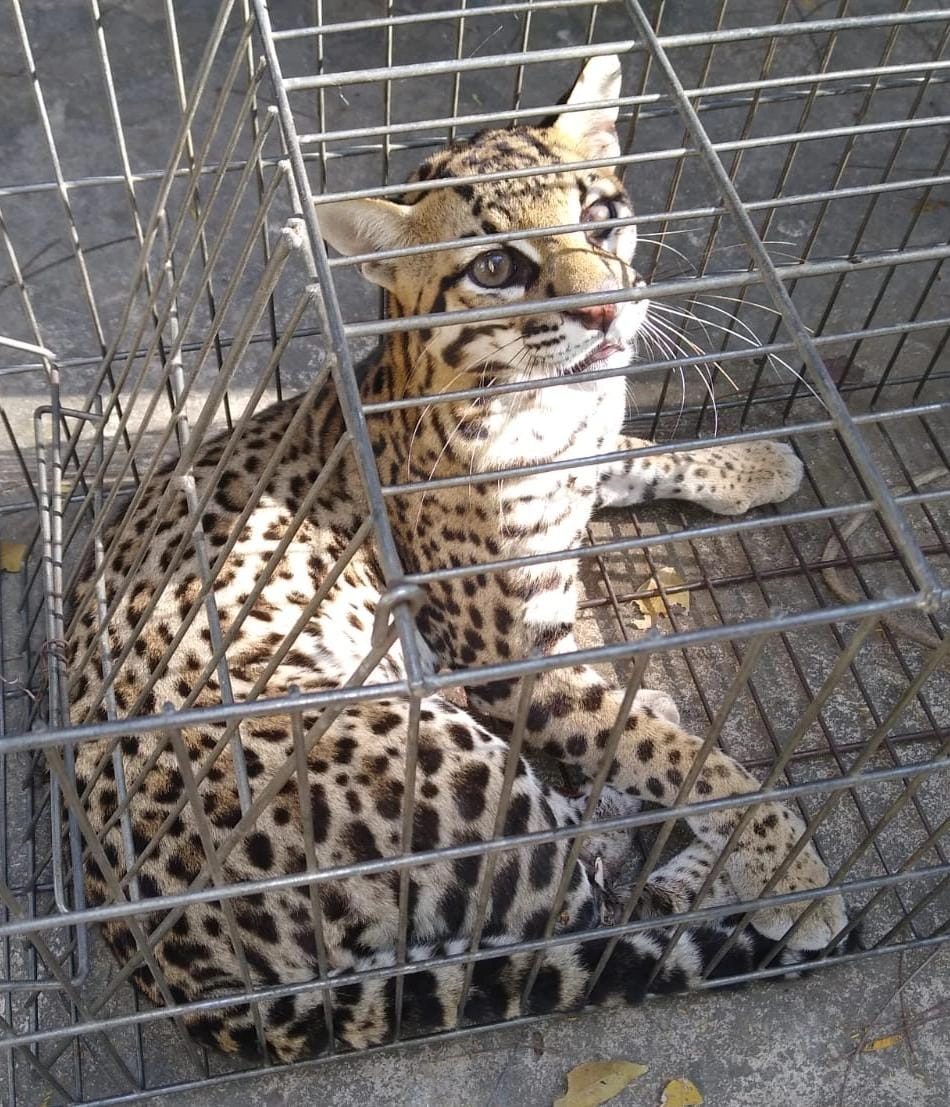 Jaguatirica é capturada em José de Freitas