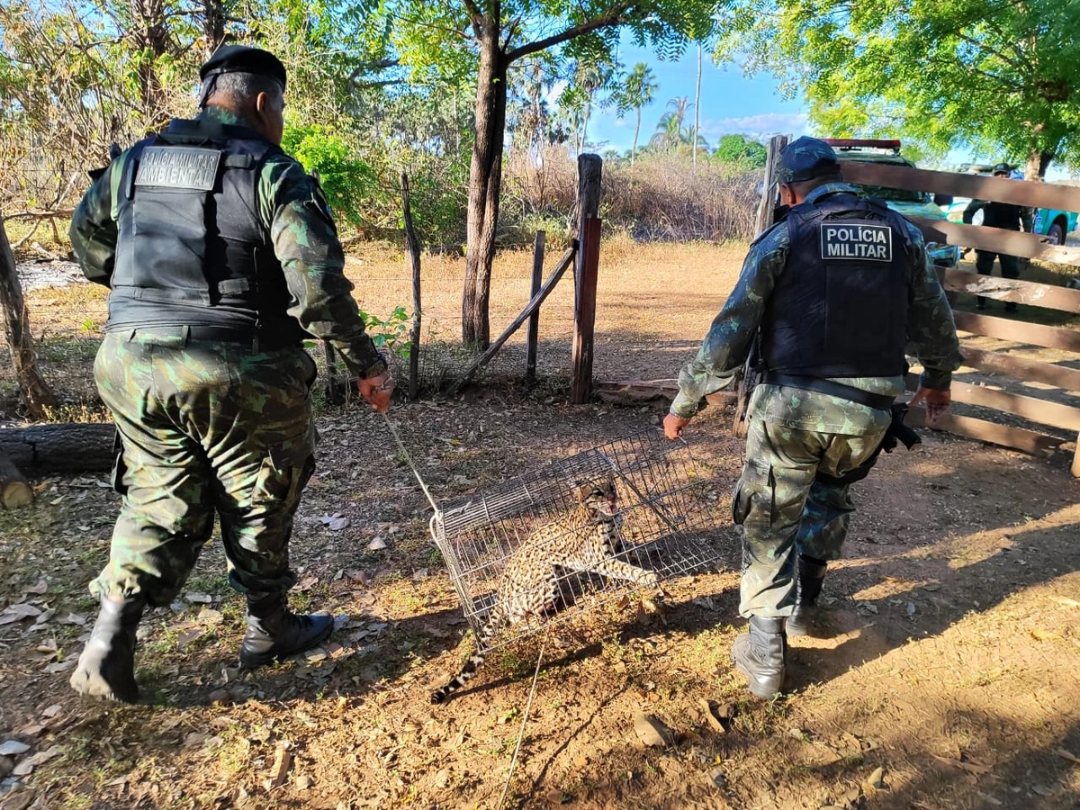 Jaguatirica é capturada em José de Freitas