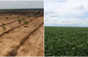 Piauí fica em primeiro lugar em desmatamento (Foto: Tânia Araújo / Conecta Piauí)