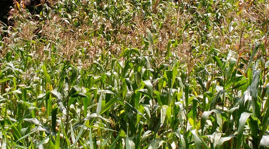 Preço do milho cai e causa prejuízo a agricultores piauienses