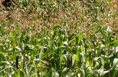 Preço do milho cai e causa prejuízo a agricultores piauienses