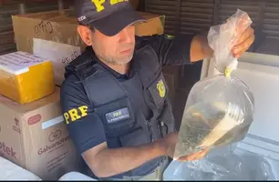 PRF apreende 1 tonelada de pescados sendo transportados irregularmente no Piauí (Foto: Reprodução/PRF-PI)