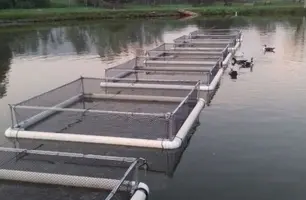 Tanque de peixes (Foto: Reprodução)