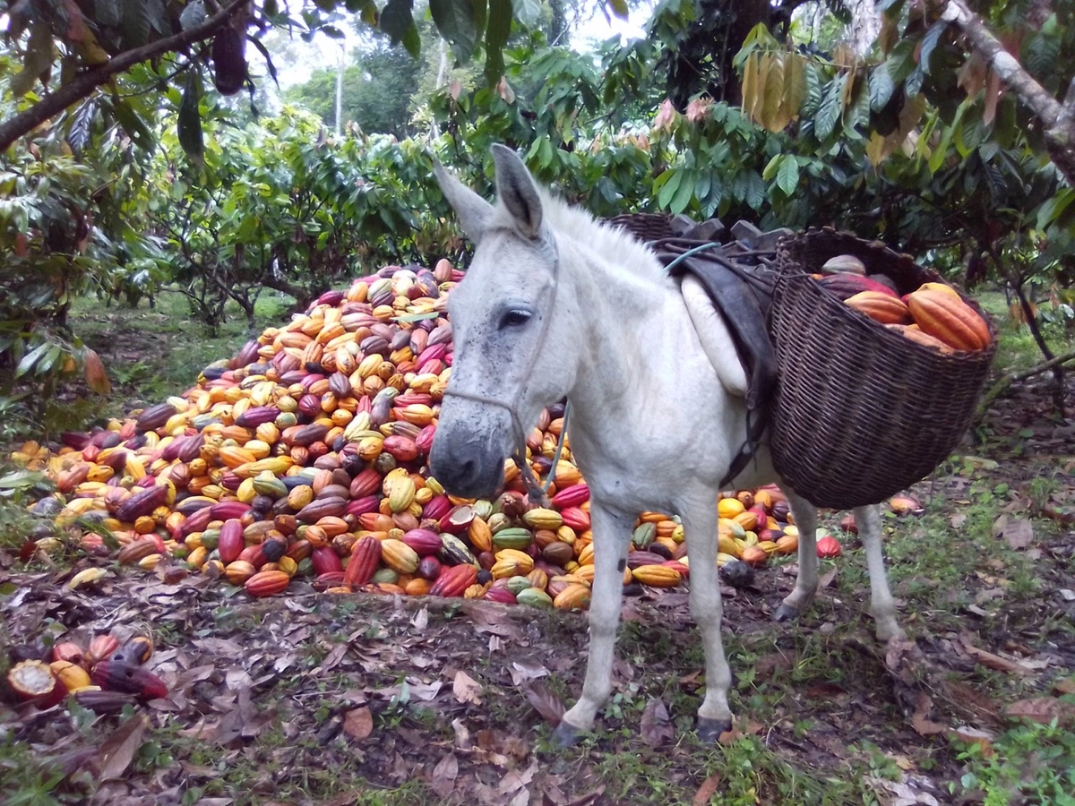 1º Lugar da categoria Paisagens Rurais: “Fazenda Valeria Canavieiras Bahia Cultivo Do Cacau” - Francielly Fernandes Ribeiro (Bahia)