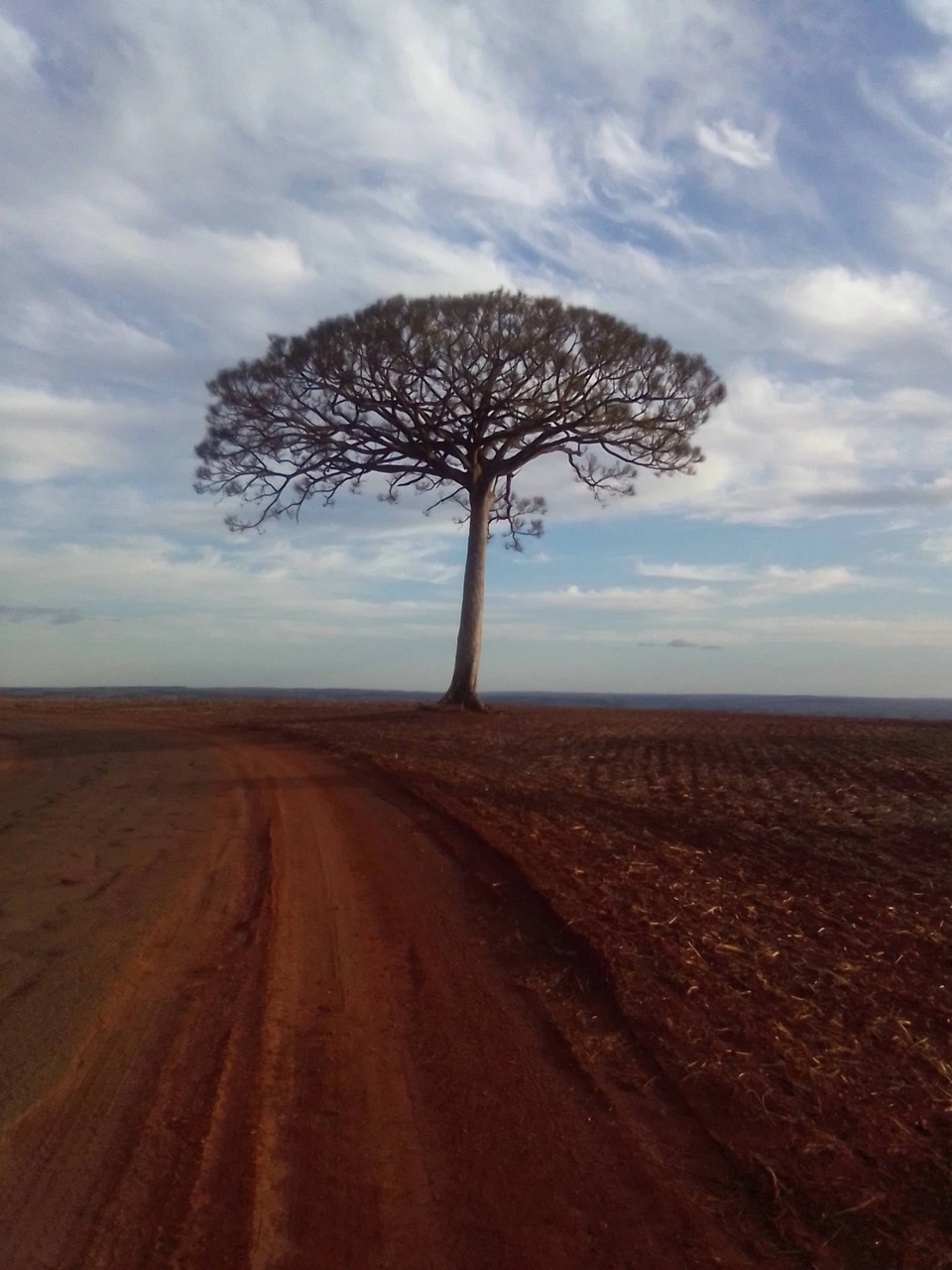 2º Lugar da categoria Paisagens Rurais: “Ype Amarelo Estrada Itaguaje" - Lucimara Arrigoni (Paraná)