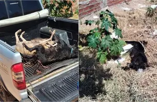 Animais foram envenenados (Foto: Mural da Vila)