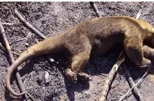 Animais morrem durante incêndio na divisa do Piauí com o Ceará (Foto: Divulgação)
