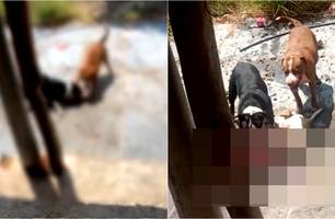 Ataque de pitbulls em Luís Correia (Foto: Reprodução)