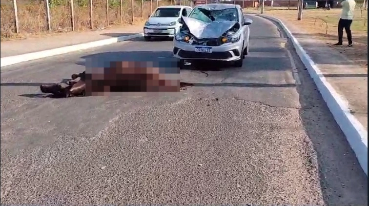 Cavalo morre após colisão com carro na Zona Norte de Teresina