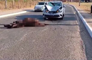 Cavalo morre após colisão com carro na Zona Norte de Teresina (Foto: Reprodução)
