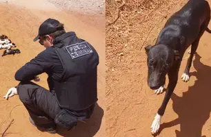 Filhotes da cadela Pretinha foram mortos em Picos (Foto: Reprodução)