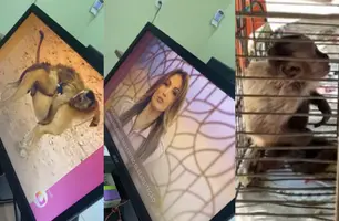 Macaco Chico virou o assunto mais comentado do Brasil, e foi capturado (Foto: Reprodução)