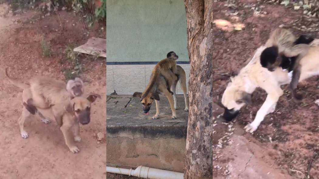 Macaco foi flagrado montando em cães no município de Picos