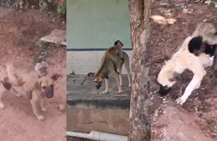 Macaco foi flagrado montando em cães no município de Picos (Foto: Reprodução)