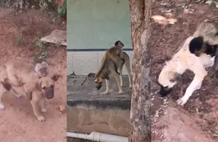 Macaco foi flagrado montando em cães no município de Picos (Foto: Reprodução)