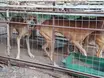 Maus-tratos a animais crescem 2,5% no Piauí; operação em Teresina reforça combate