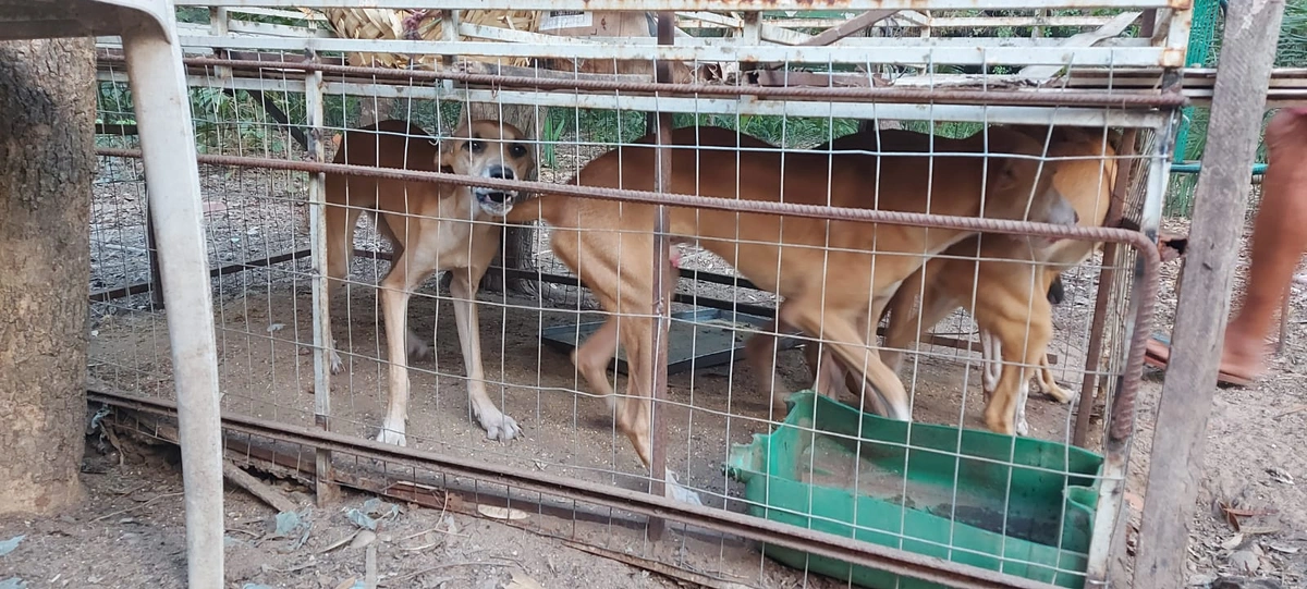 Maus-tratos a cães na cidade de União
