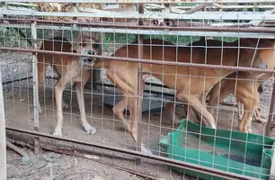 Maus-tratos a cães na cidade de União (Foto: Reprodução)