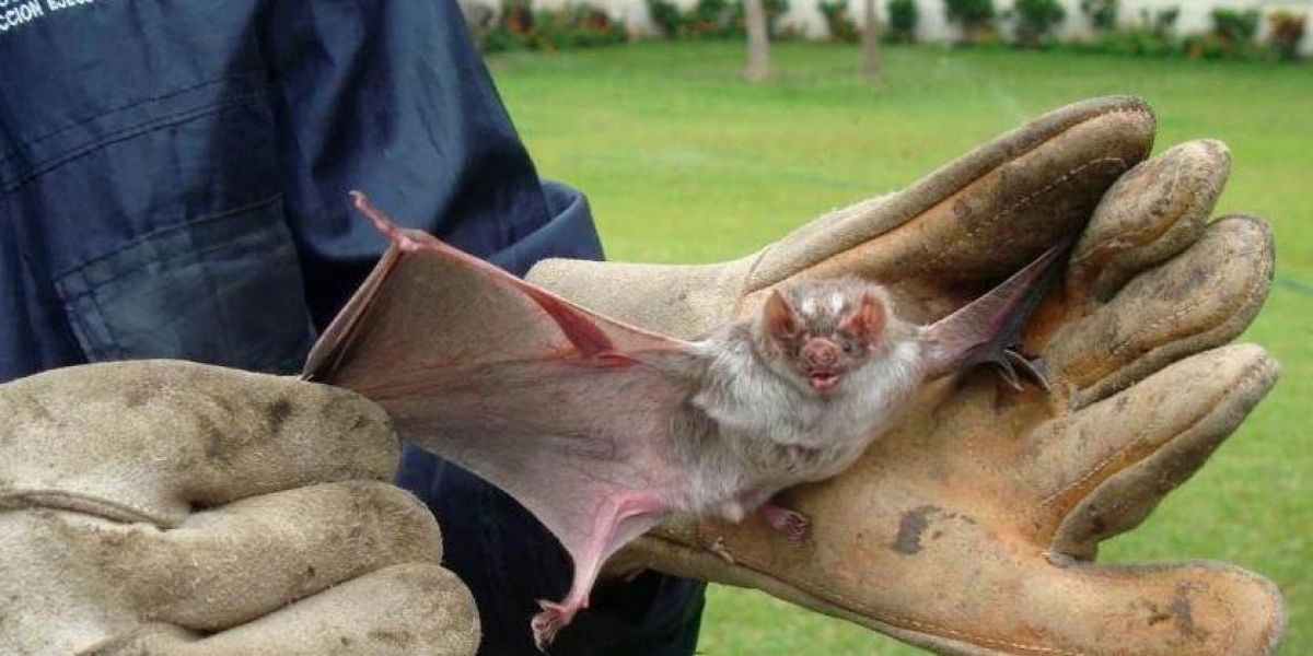 Morcego hematófagos