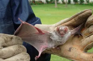 Morcego hematófagos (Foto: Divulgação/Adapi)