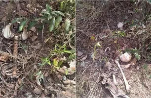 Ossada encontrada em Teresina (Foto: Reprodução)