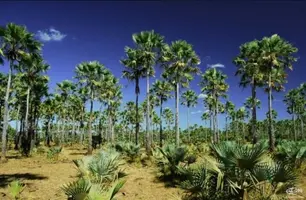 Produção de pó de carnaúba no Piauí (Foto: Reprodução)