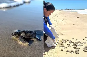 Tartarugas do Delta (Foto: Reprodução)