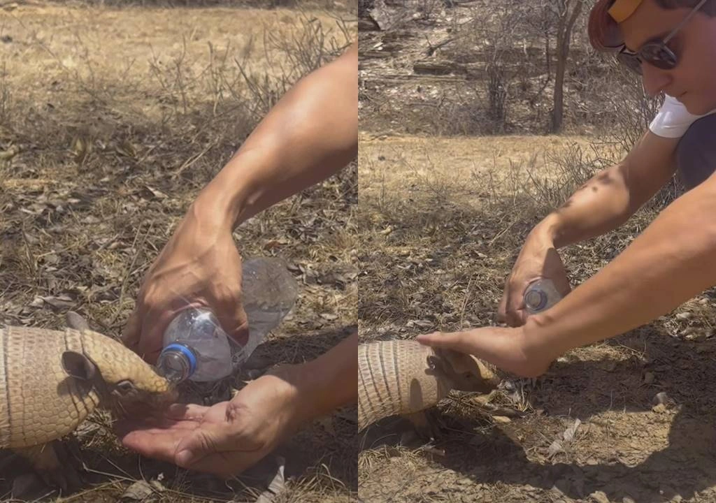Tatu-peba bebendo água na mão do ambientalista Dionísio