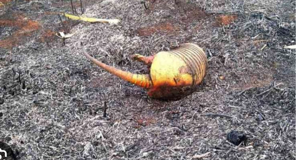 Vários animais silvestres morrem queimados durante incêndio no Piauí