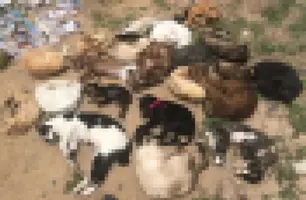 20 animais são encontrados mortos dentro de sacola em lixo de Parnaíba (Foto: Reprodução)