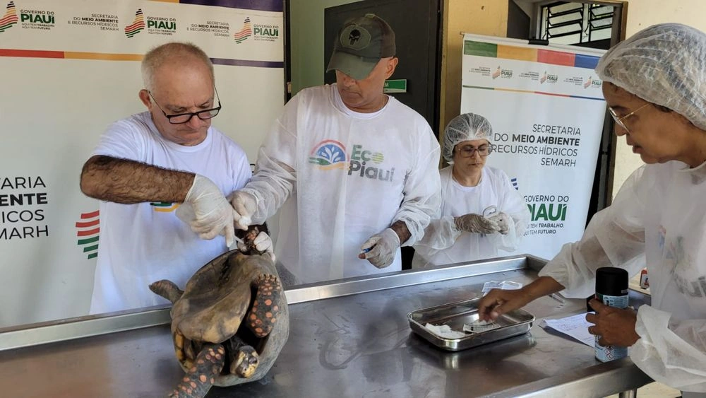 44 animais silvestres são reinseridos à natureza no Piauí
