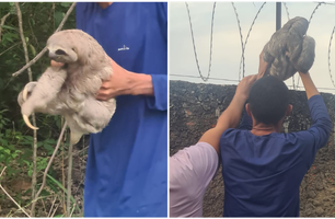 Bicho-preguiça é capturado no momento em que fugia do Zoobotânico em Teresina (Foto: Reprodução)