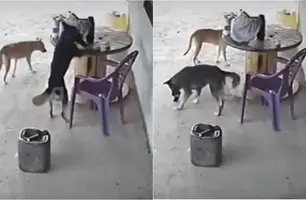 Cachorro é flagrado 'furtando' celular (Foto: Reprodução)