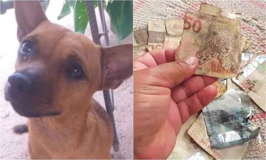 Cachorro rasgou dinheiro em Esperantina