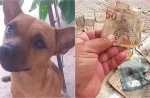 Cachorro rasgou dinheiro em Esperantina (Foto: Reprodução)
