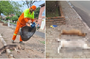 Cachorros são mortos em Timon após ingerir lixo com veneno no Parque Alvorada (Foto: Reprodução)